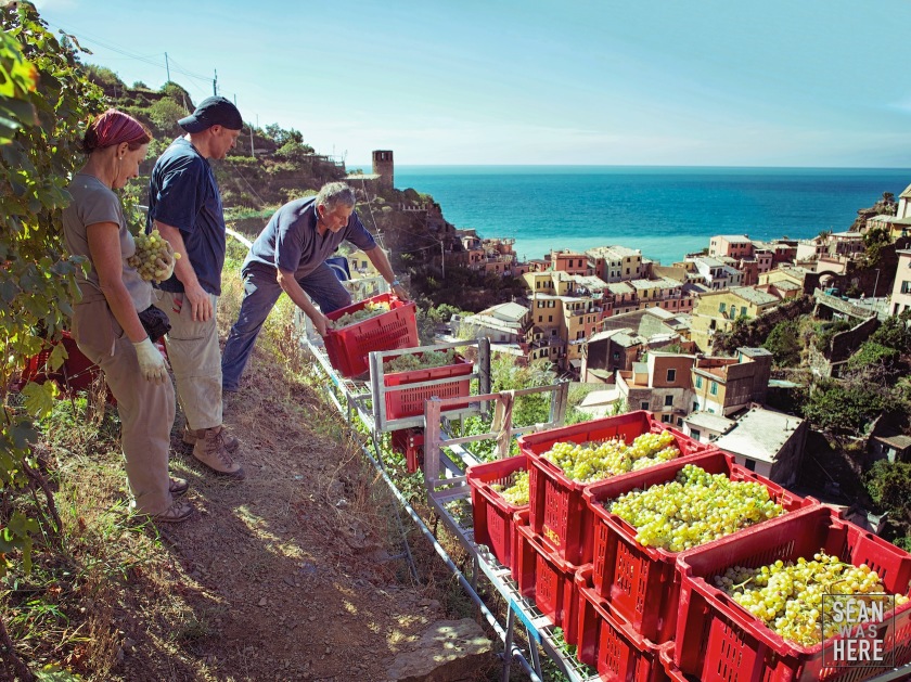 Harvesting Grapes. Vernazza, Cinque Terre